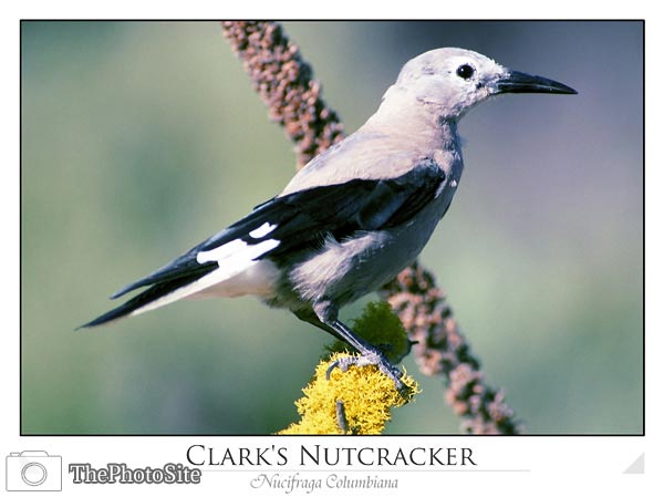 Clark's Nutcracker (Nucifraga columbiana) - Click Image to Close