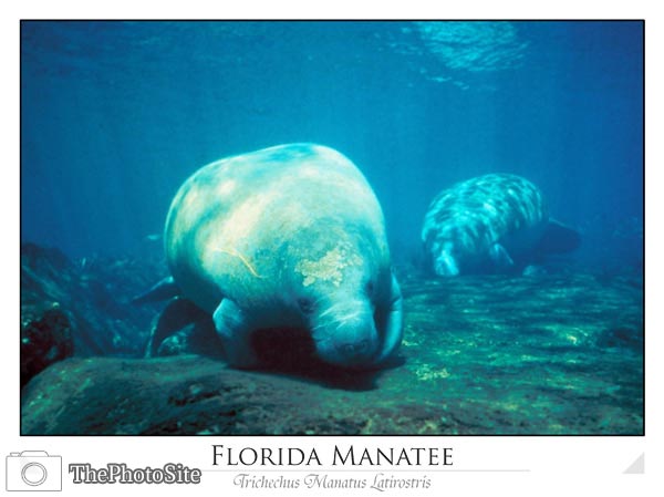 Florida Manatee - Click Image to Close