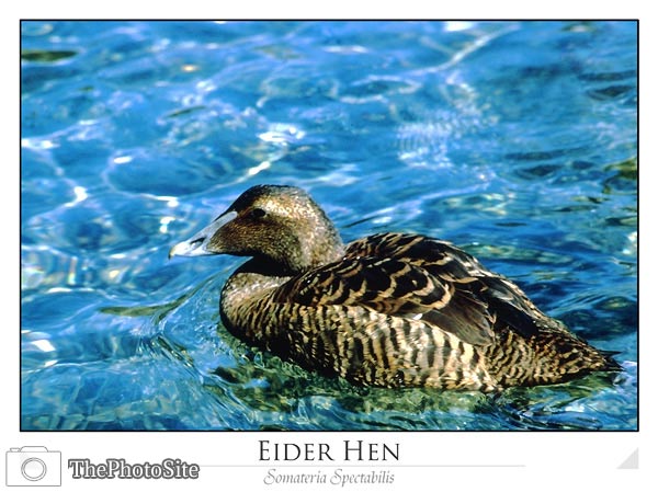 American Eider Hen (Somateria Spectabilis) - Click Image to Close