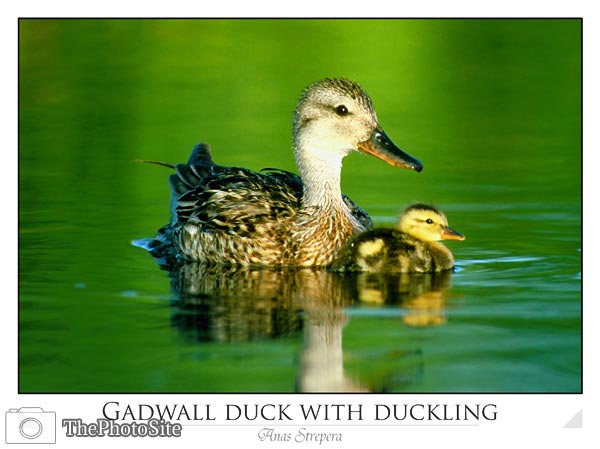 Gadwall duck with duckling (Anas strepera) - Click Image to Close