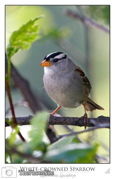 White-crowned Sparrow (Zonotrichia leucophrys) - Click Image to Close
