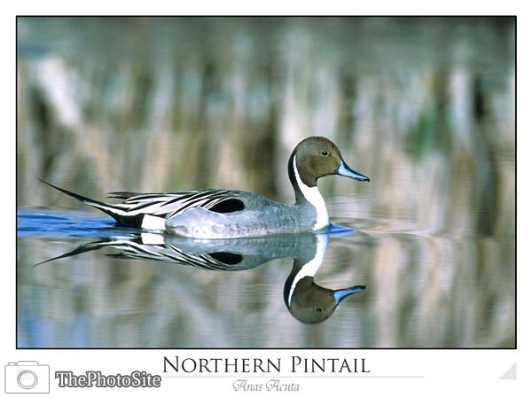 Northern Pintail (Anas acuta) - Click Image to Close