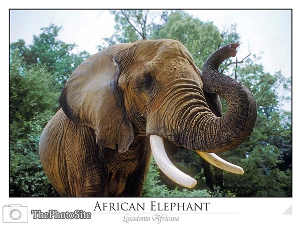 Elephant (Loxodonta Africana) - Click Image to Close