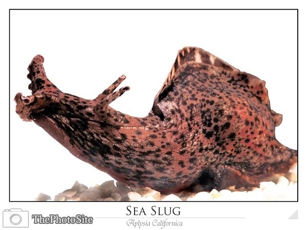 Sea Slug (Aplysia californica) - Click Image to Close