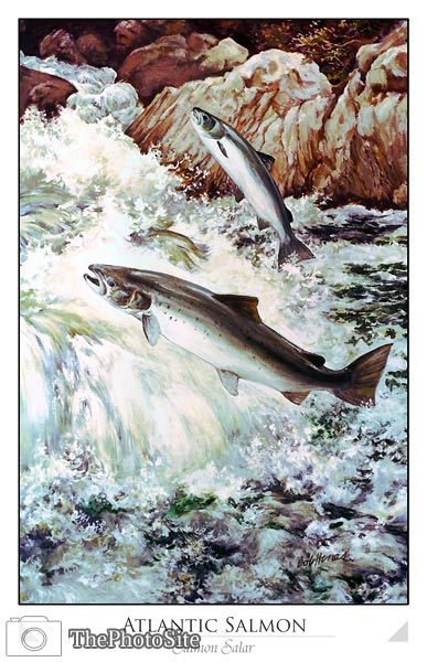 Atlantic Salmon (Salmon salar) - Click Image to Close