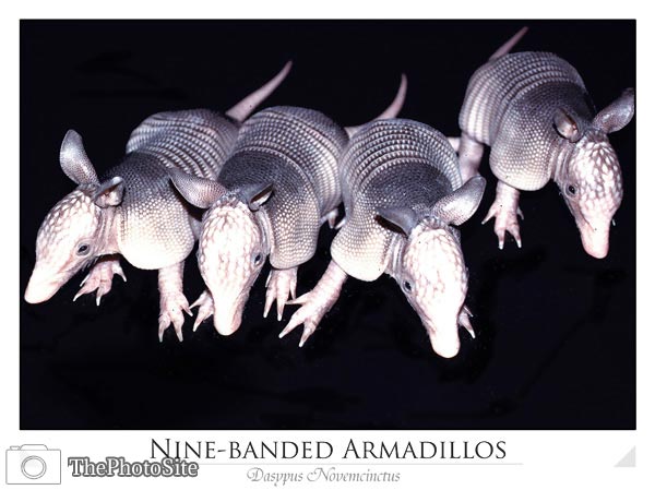 Armadillo (Dasypus novemcinctus) - Click Image to Close
