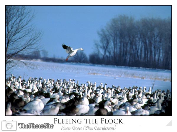 Snow Geese (Chen caerulescens) - Click Image to Close