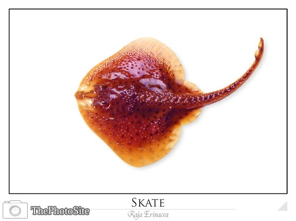 Skate (Raja erinacea) - Click Image to Close