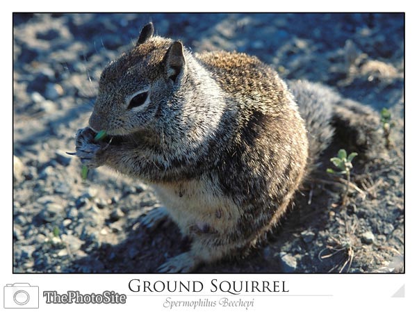 Ground Squirrel - Click Image to Close
