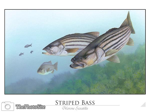 Striped Bass (Morone saxatilis) - Click Image to Close