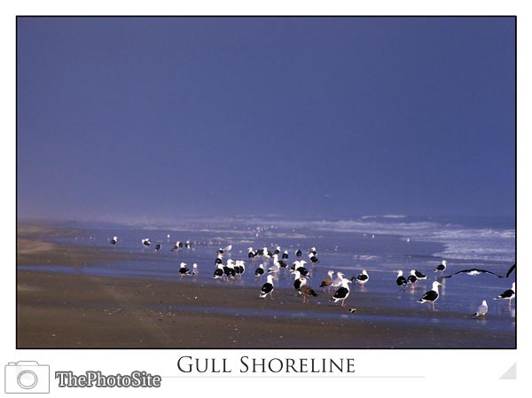 Black-backed Gulls at Shoreline - Click Image to Close