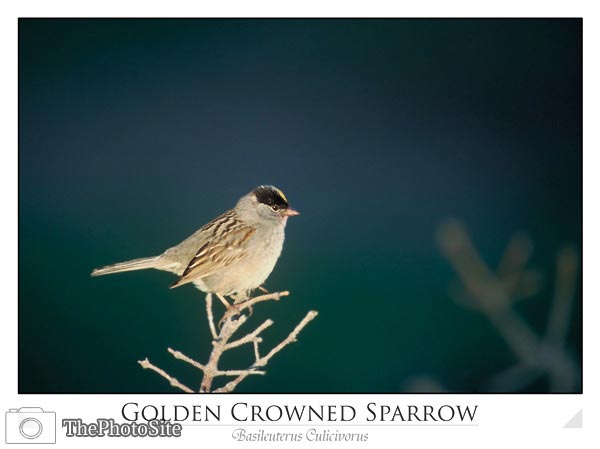Golden Crowned Sparrow (Basileuterus culicivorus) - Click Image to Close