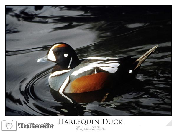 Harlequin Duck (Polycera chilluna) - Click Image to Close