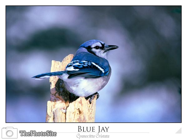 Blue Jay (Cyanocitta cristata) - Click Image to Close
