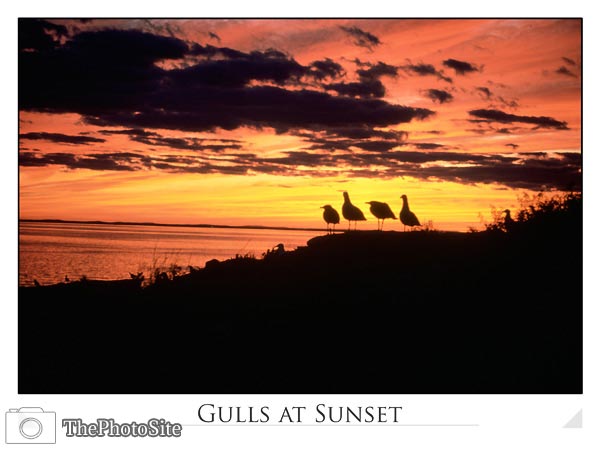 Gulls At Sunset - Click Image to Close