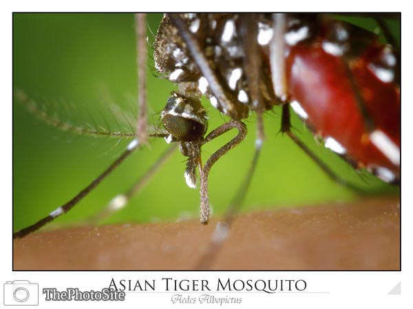 Aedes albopictus mosquito feeding on human blood - Click Image to Close