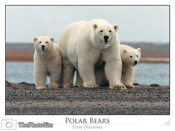 Polar Bear Female with Young (Ursus maritimus) - Click Image to Close