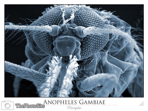 Mosquito (Anopheles gambiae) - Click Image to Close