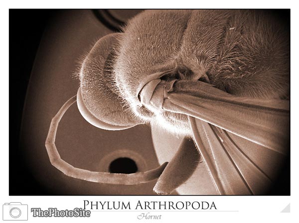 Hornet (Phylum Arthropoda) - Click Image to Close