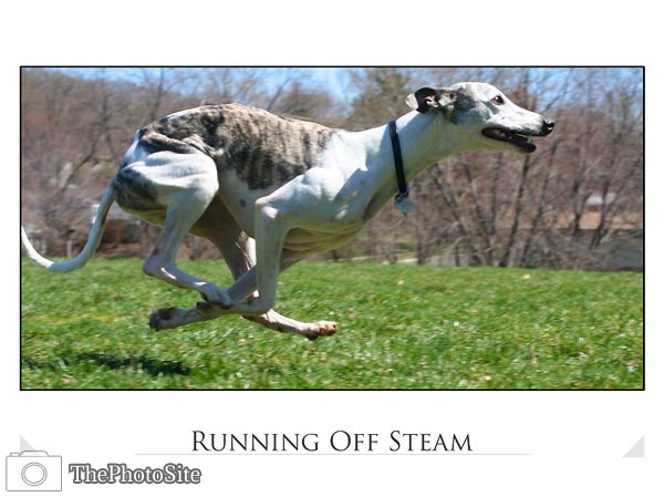 Whippet Dog - Click Image to Close