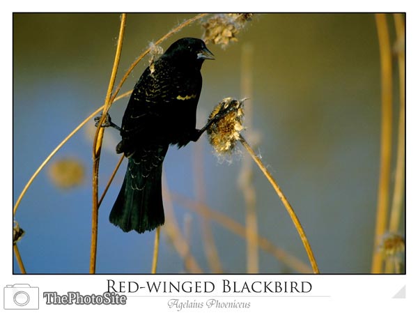 Red-winged Blackbird (Agelaius phoeniceus) - Click Image to Close