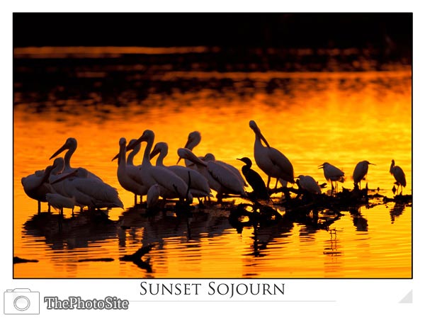 Wading Birds in Florida Sunset - Click Image to Close