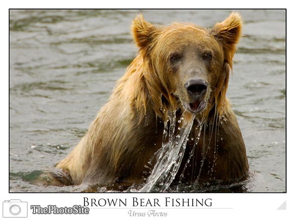 Brown Bear Fishing (Ursus arctos) - Click Image to Close