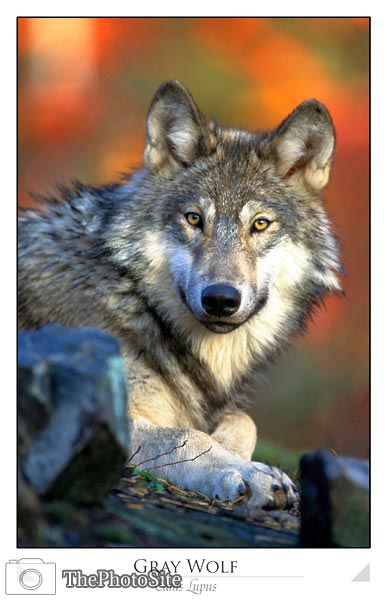 Gray wolf (Canis lupus) - Click Image to Close