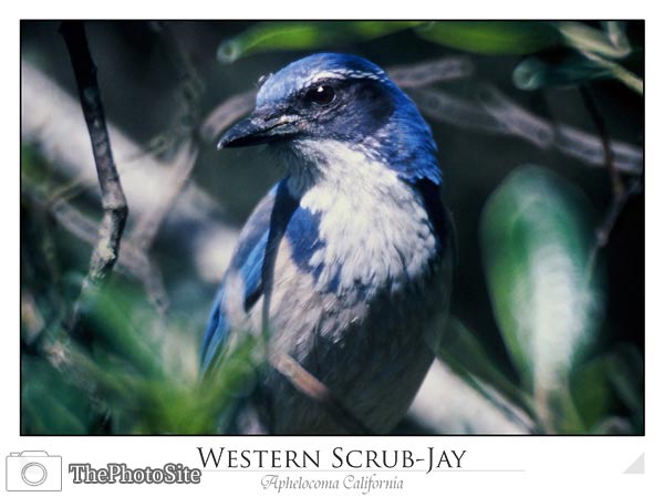 Western Scrub Jay (Aphelocoma california) - Click Image to Close