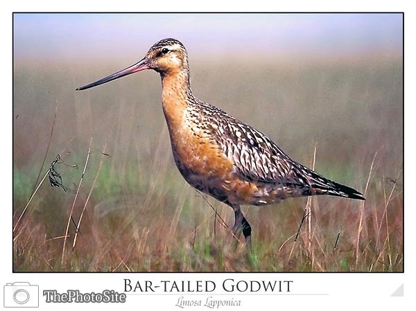 Bar-tailed Godwit (Limosa lapponica) - Click Image to Close