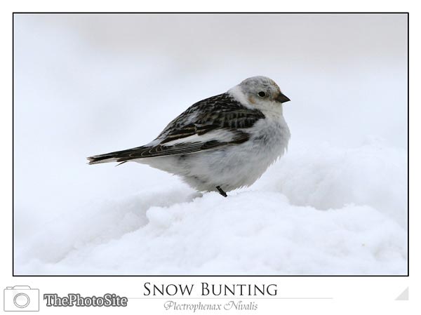 Snow Bunting (Plectrophenax nivalis) - Click Image to Close