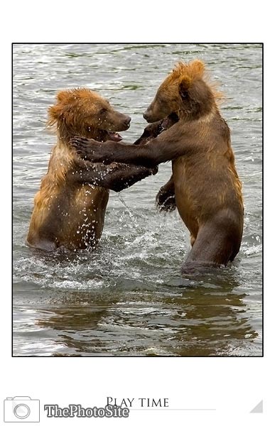 Brown Bear Cubs (Ursus arctos) - Click Image to Close