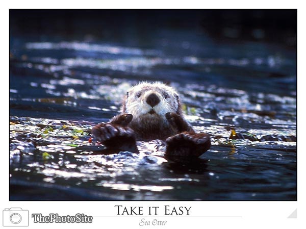 Sea Otter - Click Image to Close