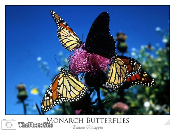 Monarch Butterflies - Click Image to Close