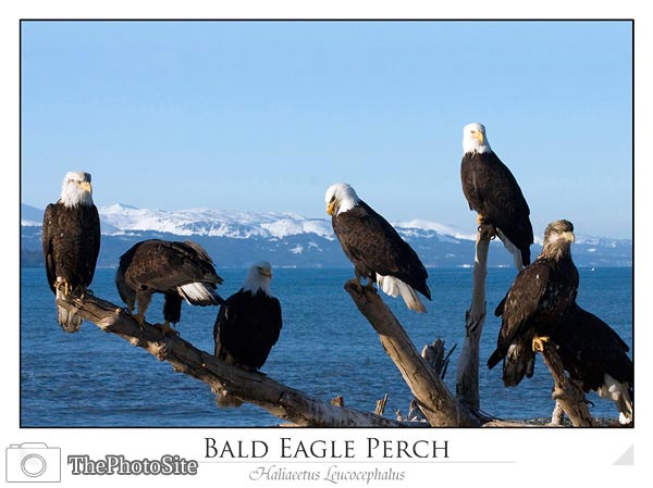 Bald Eagles (Haliaeetus leucocephalus) - Click Image to Close