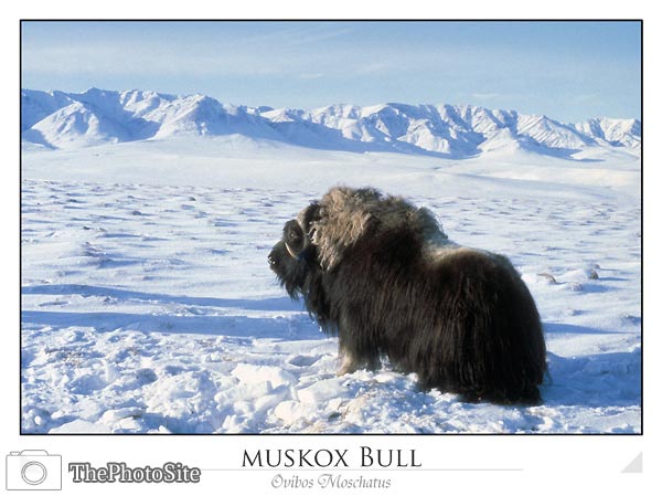 Muskox Bull (Ovibos Moschatus) - Click Image to Close
