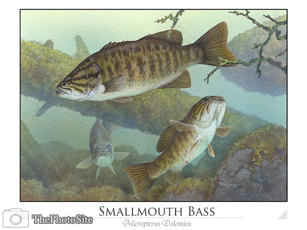 Smallmouth Bass (Micropterus dolomieu) - Click Image to Close