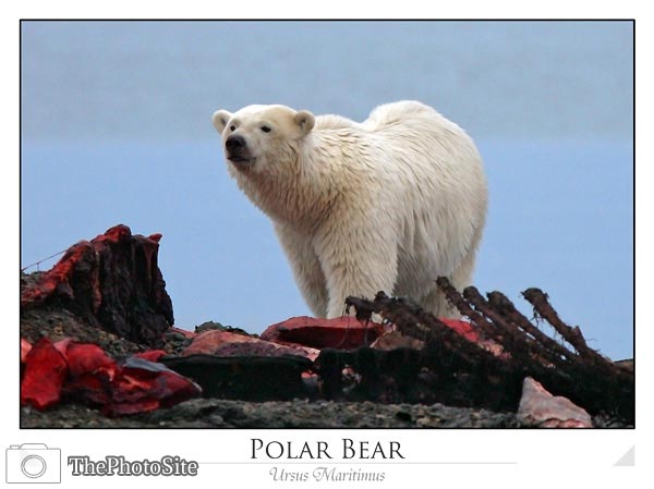 Polar bear on whale carcass (Ursus maritimus) - Click Image to Close