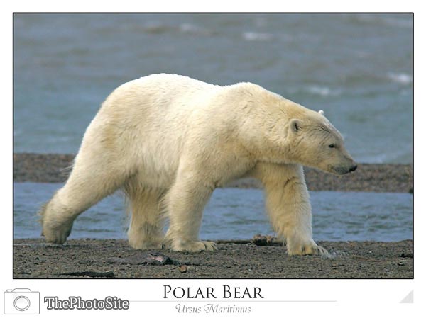 Polar bear walking (Ursus maritimus) - Click Image to Close