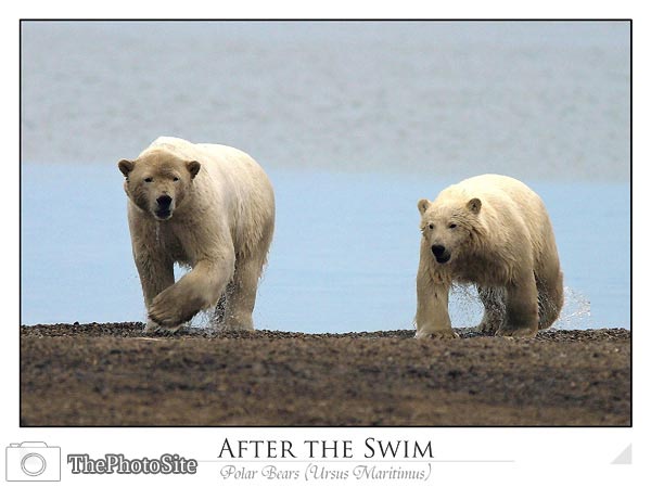 Polar bear approaching with young (Ursus maritimus) - Click Image to Close