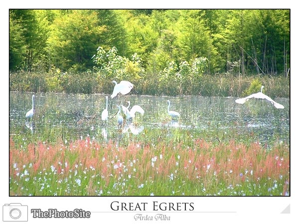 Great Egrets (Ardea alba) - Click Image to Close