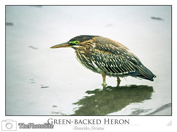 Green-backed Heron (Butorides striatus) - Click Image to Close