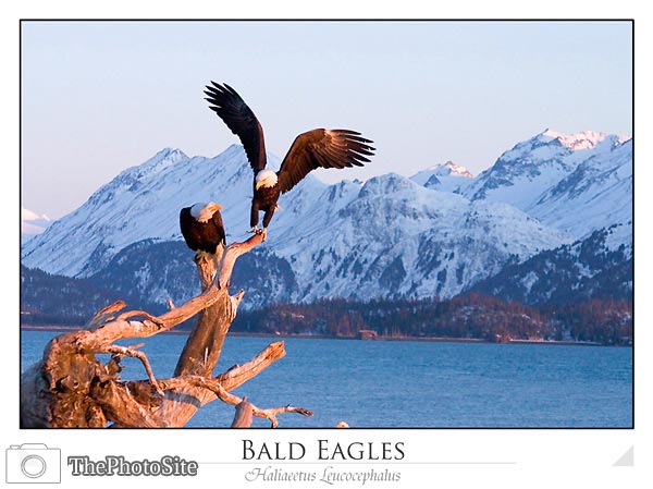 Bald Eagles (Haliaeetus leucocephalus) - Click Image to Close