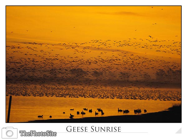 Geese at Sunrise - Click Image to Close