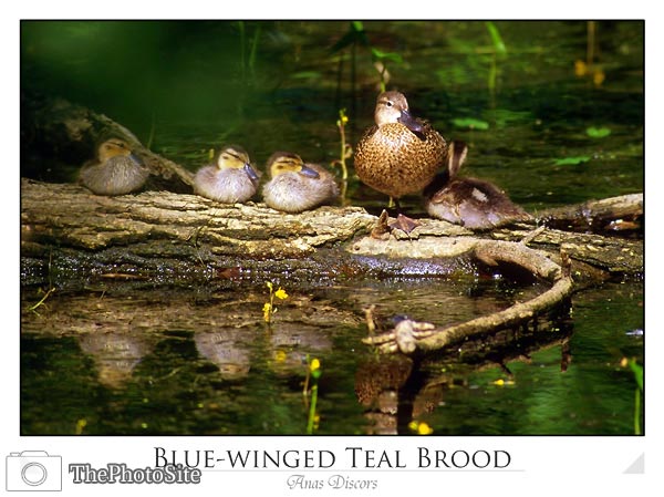 Blue-winged Teal brood - Click Image to Close