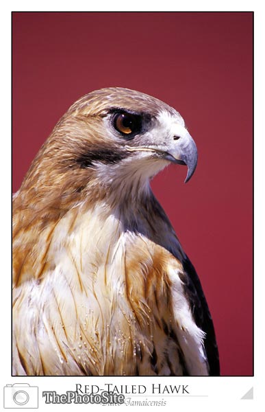 Red-Tailed Hawk (Buteo jamaicensis) - Click Image to Close