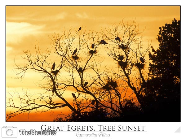 Great Egret (Casmerodius albus) - Click Image to Close