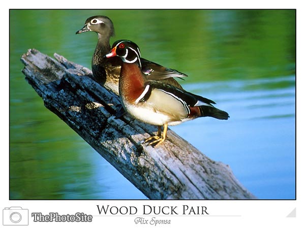 Wood duck pair (Aix sponsa) - Click Image to Close