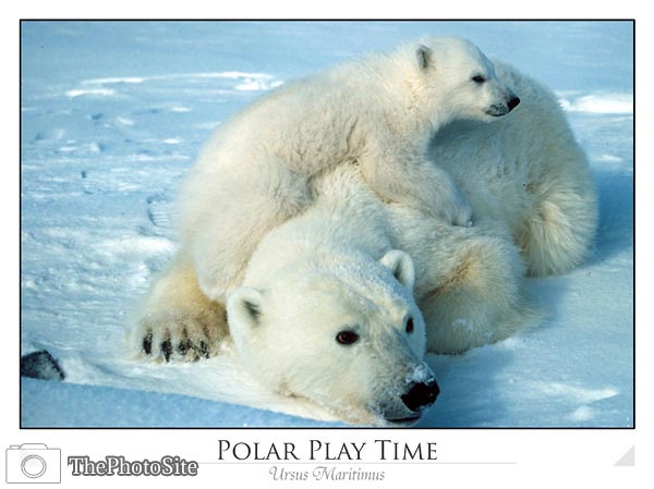 Polar bear with cub (Ursus maritimus) - Click Image to Close