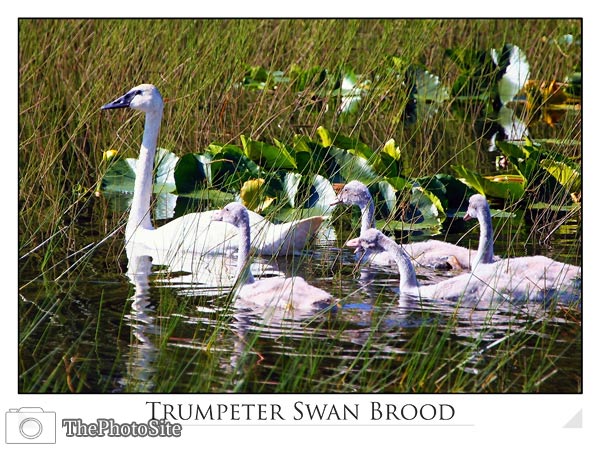 Trumpeter Swan Brood (Cygnus cygnus) - Click Image to Close
